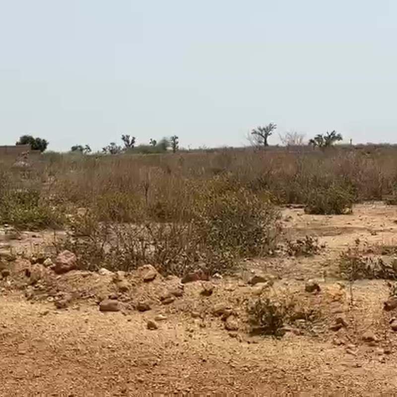 Palo